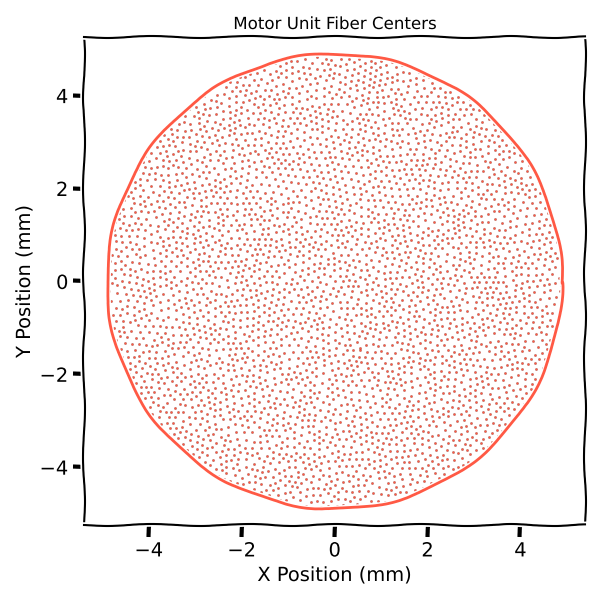 Motor Unit Fiber Centers