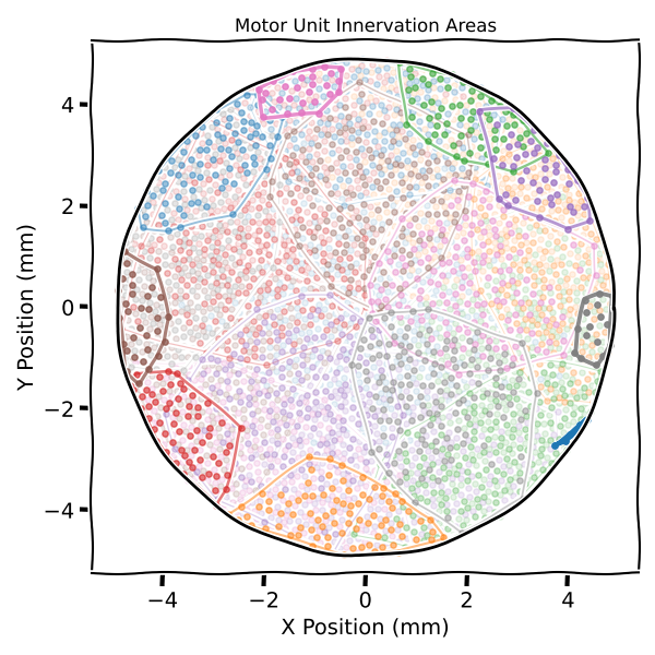 Motor Unit Innervation Areas