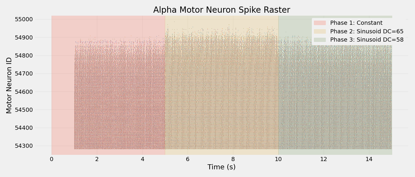 Alpha Motor Neuron Spike Raster