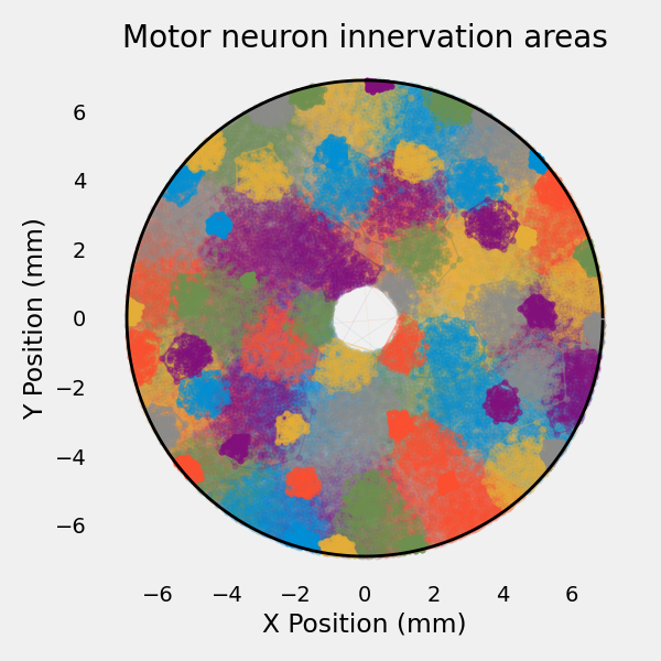 Motor neuron innervation areas