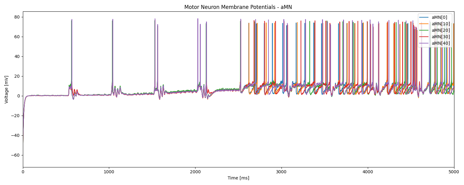 Motor Neuron Membrane Potentials - aMN
