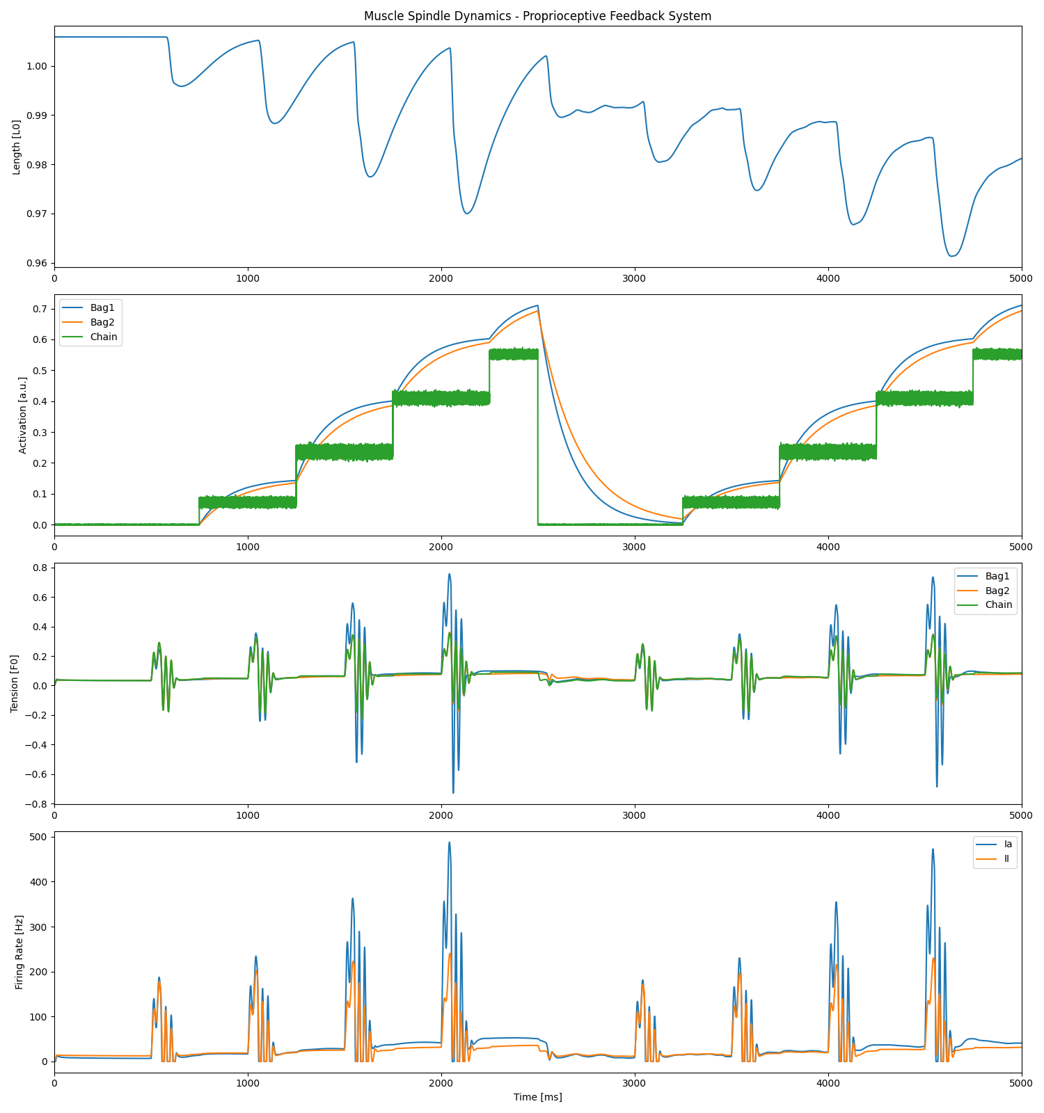 Muscle Spindle Dynamics - Proprioceptive Feedback System