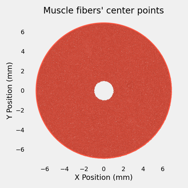 Muscle fibers' center points