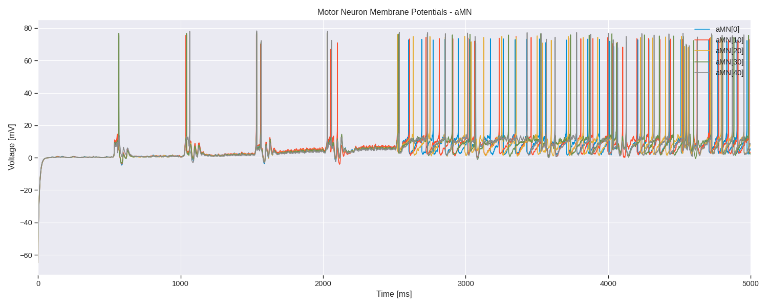 Motor Neuron Membrane Potentials - aMN