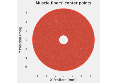 Muscle Model