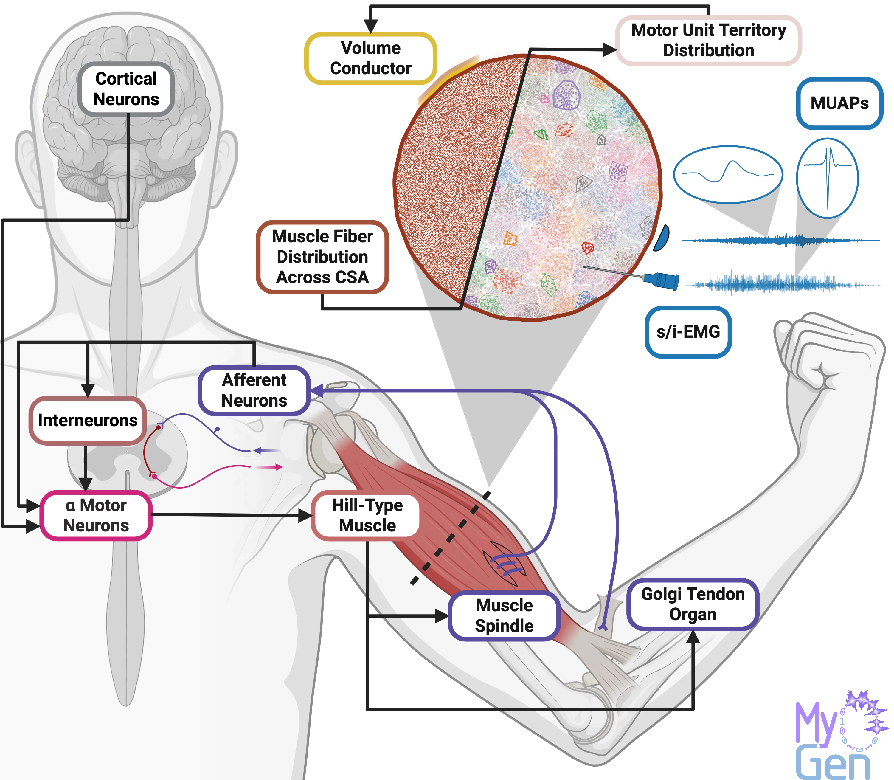 MyoGen system overview: descending drive (point-process input representing cortical activity) projects onto spinal interneurons and α-motor neurons; α-MNs innervate a Hill-type muscle with distributed motor-unit territories; muscle spindles and Golgi tendon organs return Ia, II, and Ib afferent feedback; surface and intramuscular EMG are generated through a volume conductor.