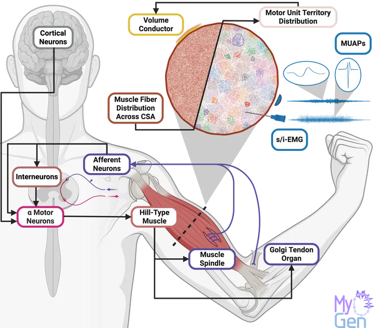MyoGen: Unified Biophysical Modeling of Human Neuromotor Activity and Resulting Signals